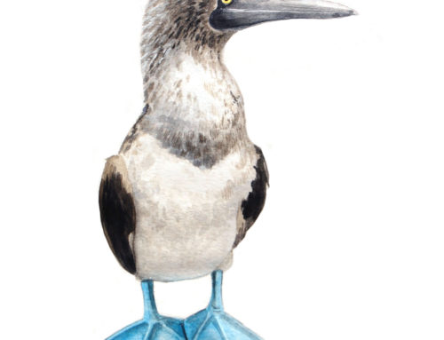 Blue-footed Boobie