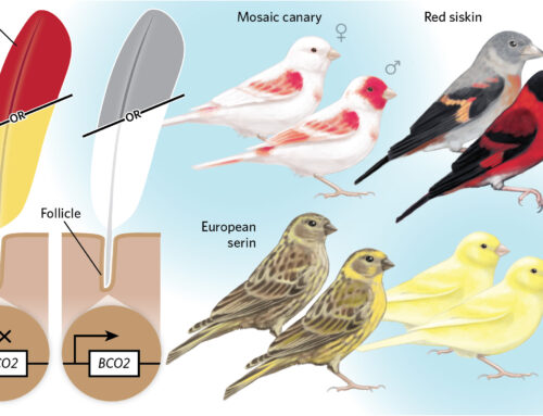 The Gene that Makes Female Birds Drab
