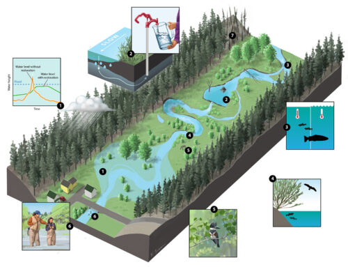 Co-benefits of river restoration